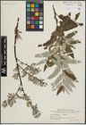 Foto von Salix lapponum L. x Salix viminalis L.